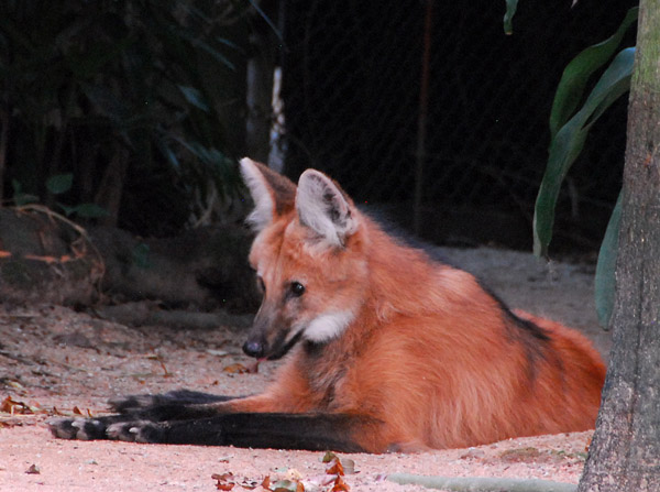 South American Maned Wolf (Chrysocyon brachyurus) Singapore Zoo