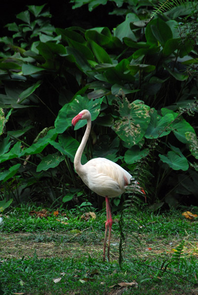 Flamingo, Singapore Zoo