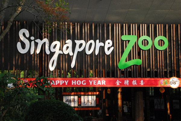 Happy Hog Year - Singapore Zoo