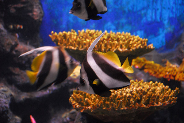 Phuket Aquarium is small and not world-class