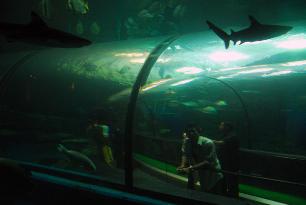 Phuket Aquarium's small walk-through ocean tank