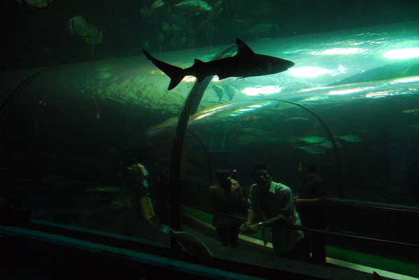 Shark, Phuket Aquarium