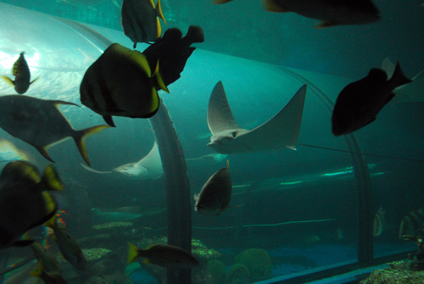 Ocean tank, Phuket Aquarium