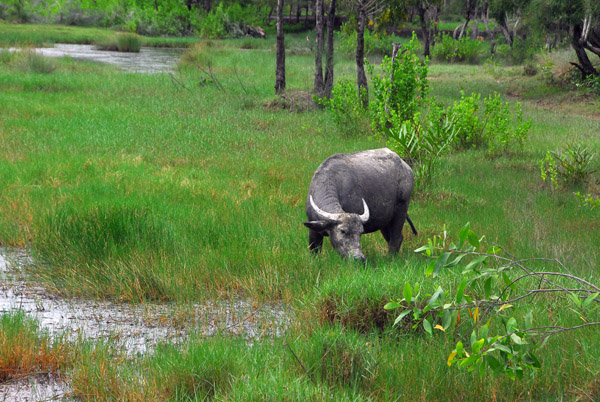 A taste of rural Thailand, water buffalo, Phuket