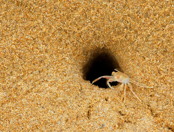 Tiny sand crab, Hat Nai Thon, Phuket