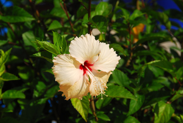 Flower, Phuket