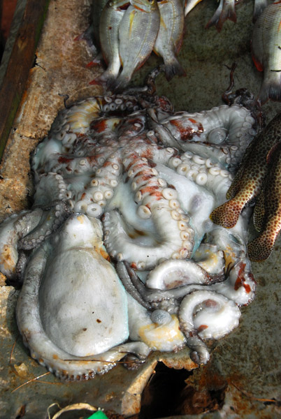 Octopus, Rawai Beach fish market