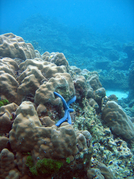 Coral reef, Racha Island