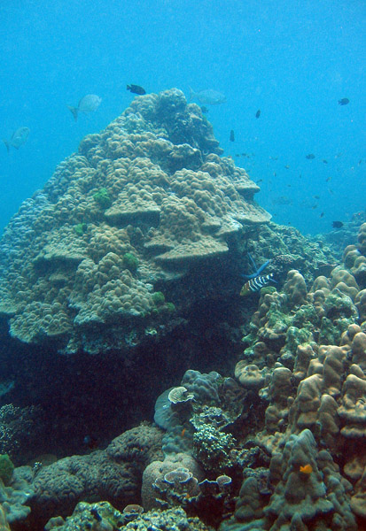 Andaman Sea diving, Racha Island