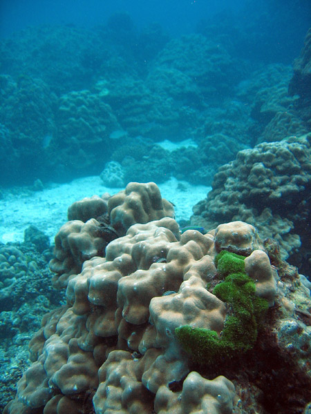 Underwater Thailand, Racha Island