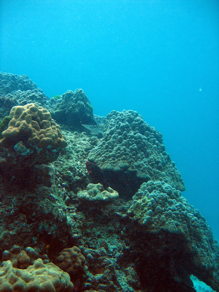 Coral reef, Racha Island
