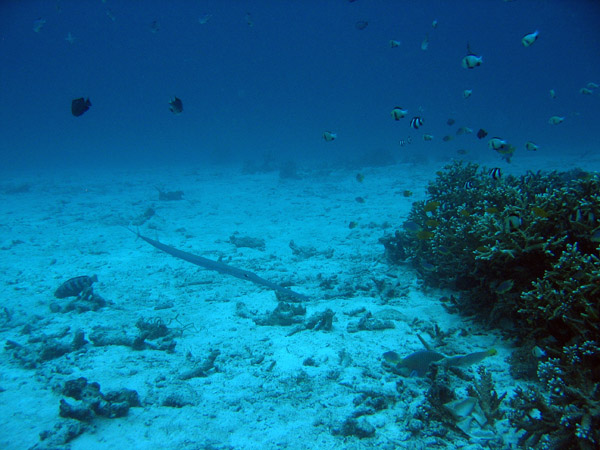 Crocodile needlefish (Tylosaurus crocodilus) Andaman Sea