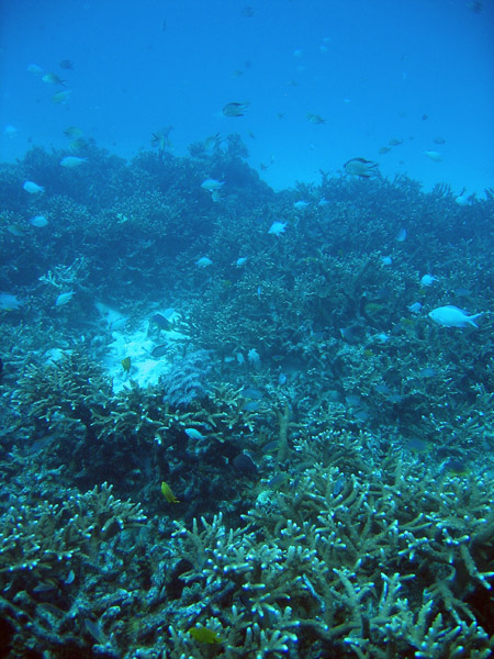 Hard corals, Racha Island