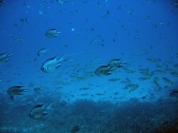 Whitebelly Damsel fish (Amblyglyphidodon leucogaster)