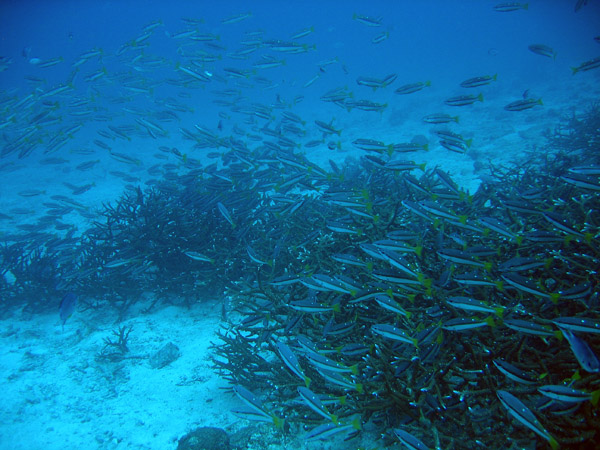 School of Two-spot Snapper (Lutjanus biguttatus)