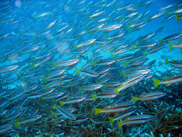 School of Two-spot Snapper (Lutjanus biguttatus)