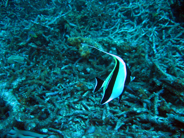 Moorish Idol (Zanclus cornutus)