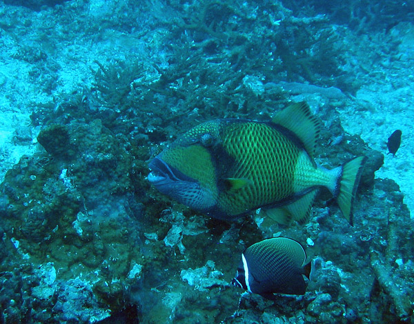 Titan Triggerfish (Balistoides viridescens)