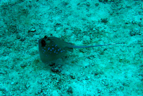 Kuhls Stingray (Dasyatis kuhlii)