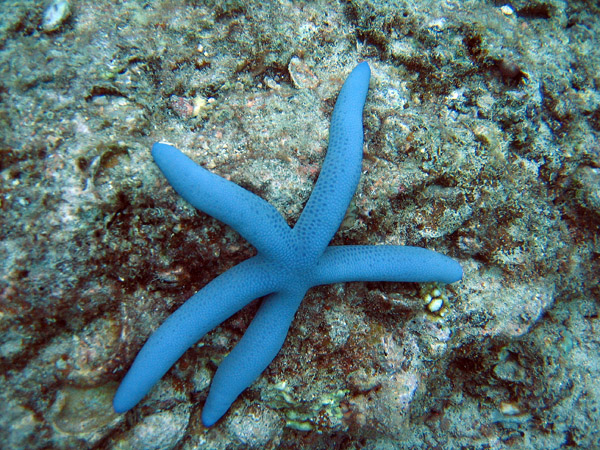 Blue Sea Star (Linckia laevigata)