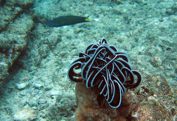 Feather Star