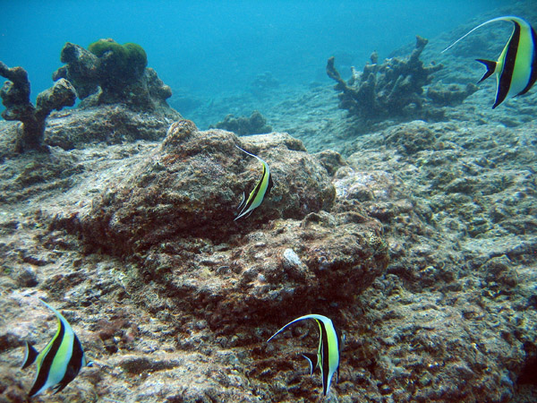 Moorish Idol (Zanclus cornutus)