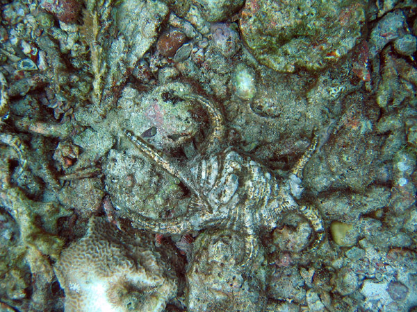 Spider shell, Racha Island, Andaman Sea