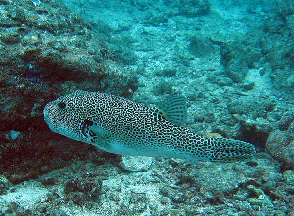 Giant Pufferfish (Arothron stellatus)