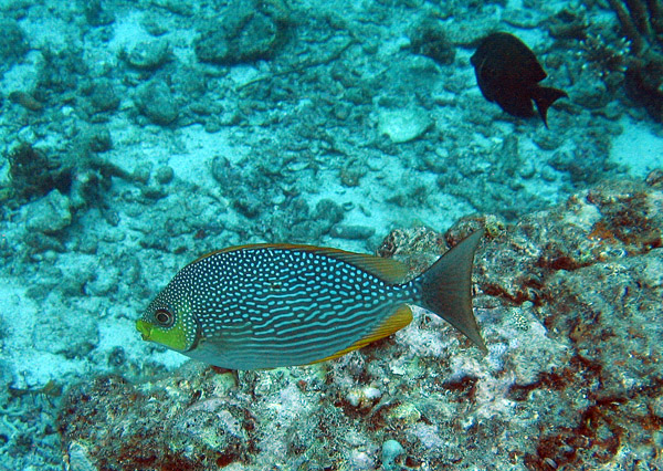 Java Rabbitfish (Siganus javus)