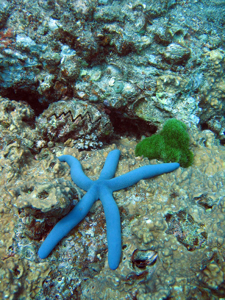 Blue Sea Star (Linckia laevigata)