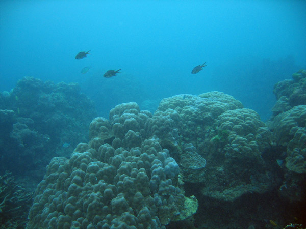 Dive 2, also off the east coast of Racha Island