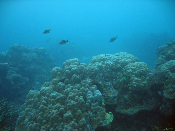 Dive 2, also off the east coast of Racha Island