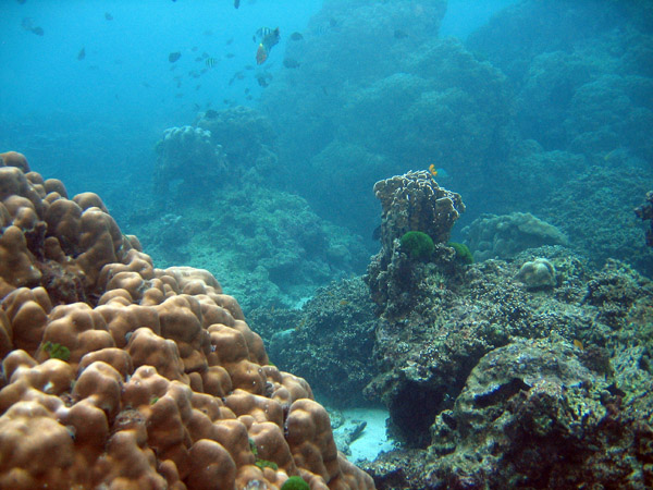 Coral Reef, Racha Island