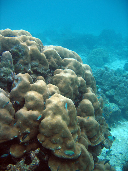 Coral Reef, Racha Island