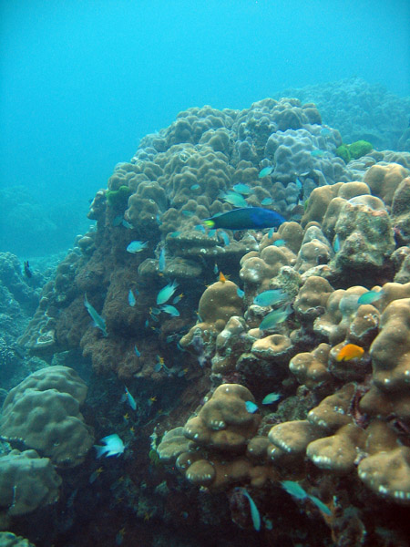 Lots of fish at Racha