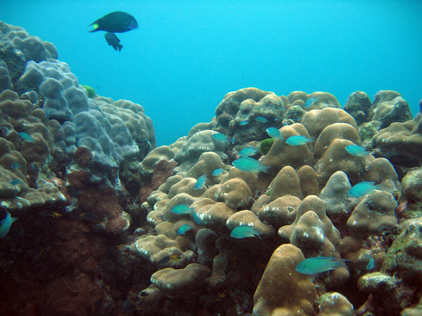 Lively coral reef, Racha Island