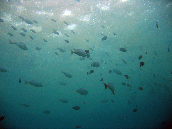 Rain disturbing the surface, Racha Island