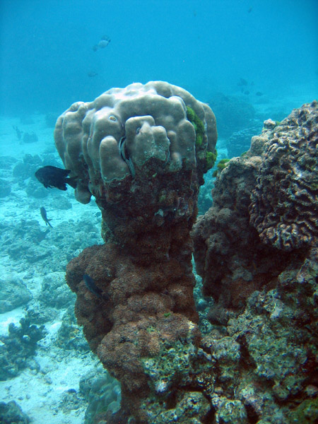 Coral formation, Racha Island