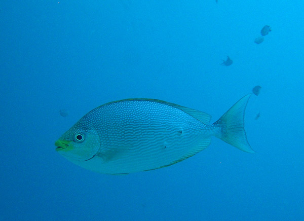 Java Rabbitfish (Siganus javus)