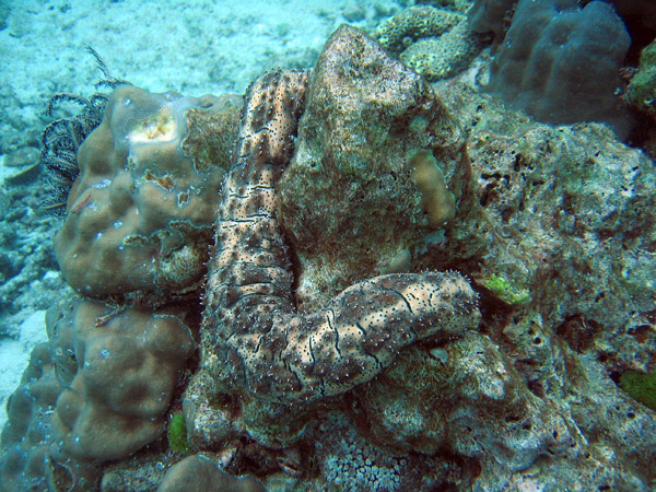 Sea Cucumber (Bohadschia graeffei)