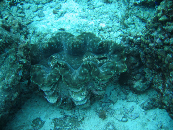 fluted giant clam (Tridacna squamosa)