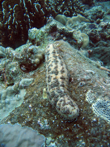 Sea Cucumber (Bohadschia graeffei)