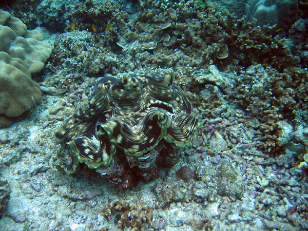 fluted giant clam, Tridacna squamosa