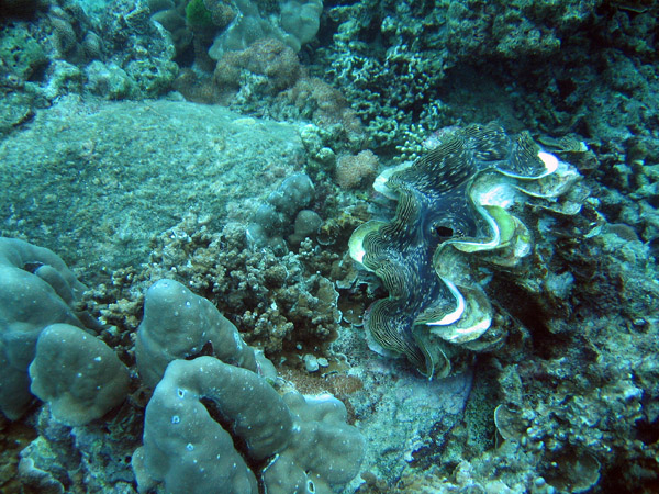 fluted giant clam, Tridacna squamosa