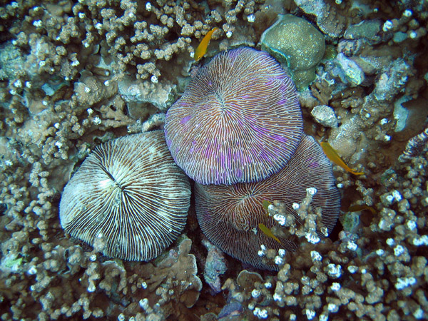 Fungia concinna, a type of coral