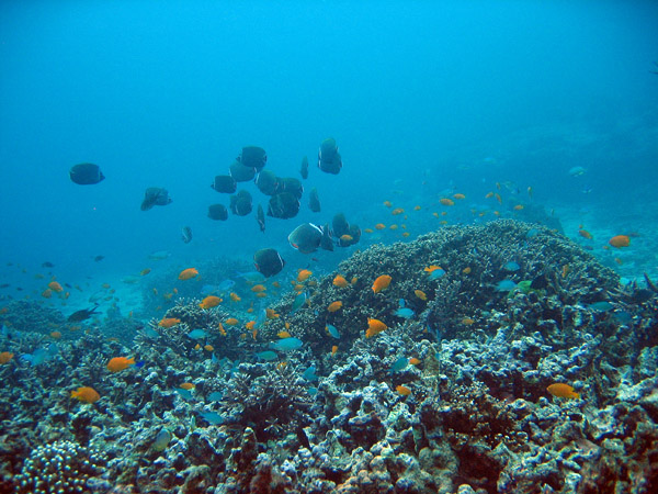 Lots of fish, coral reef, Racha Island