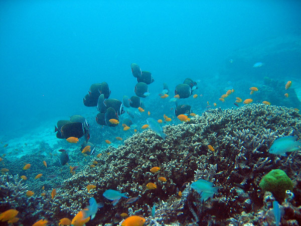 Coral reef, Andaman Sea, Thailand, Rache Island near Phuket