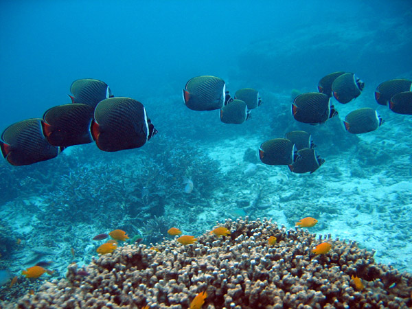 Collare Butterflyfish (Chaetodon collare)