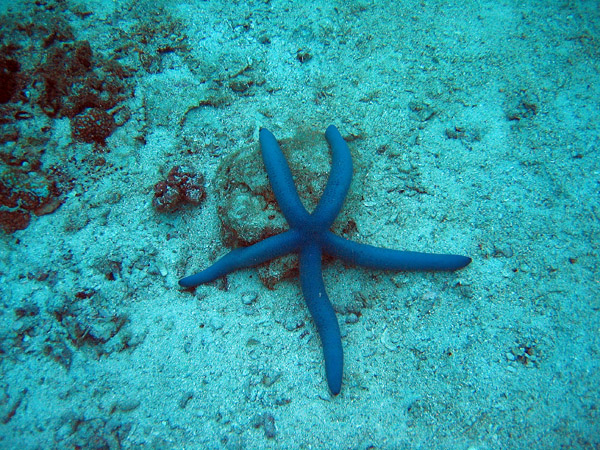 Blue Sea Star (Linckia laevigata)