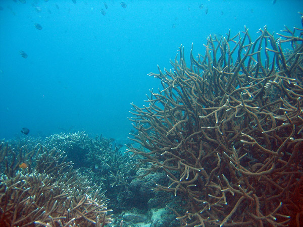 Coral reef, Racha Island, Thailand
